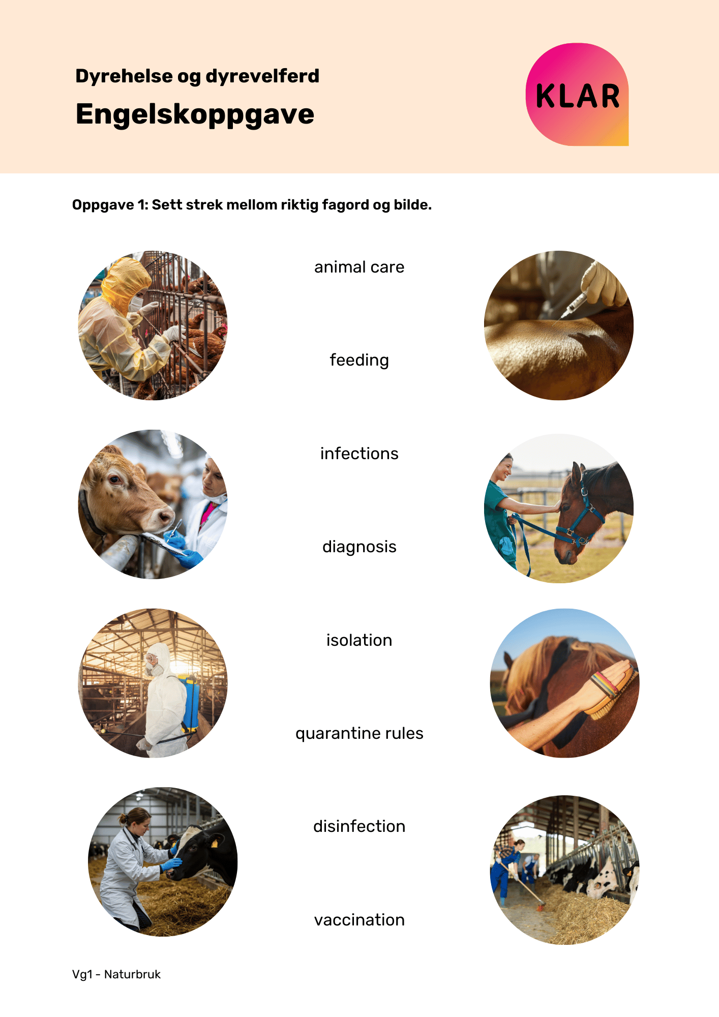 Dyrehelse og dyrevelferd - engelskoppgave