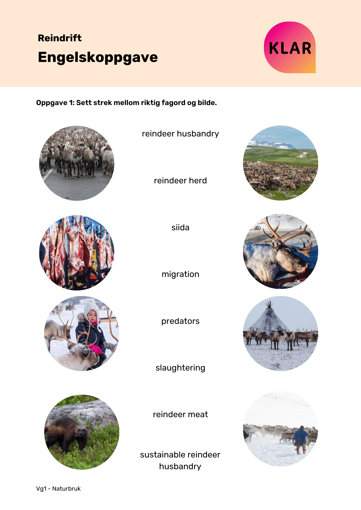 Reindrift - engelskoppgave